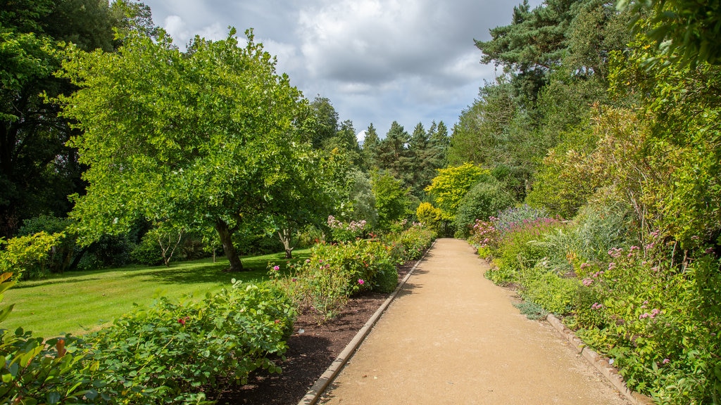 Belsay Hall, Castle and Gardens showing a garden