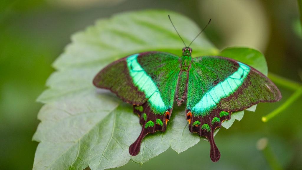 Casa delle Farfalle yang mencakup fauna