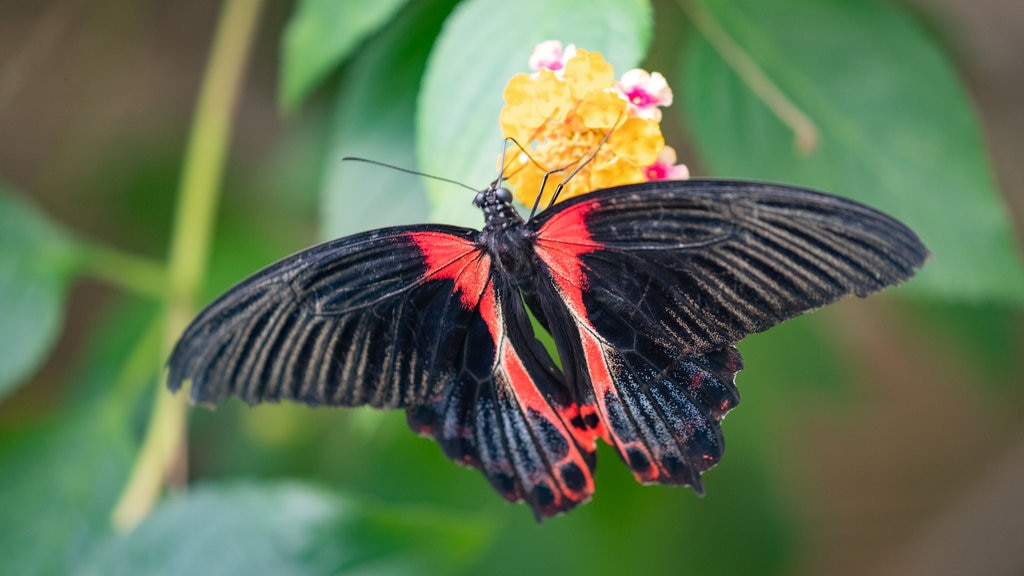 Casa delle Farfalle yang mencakup fauna