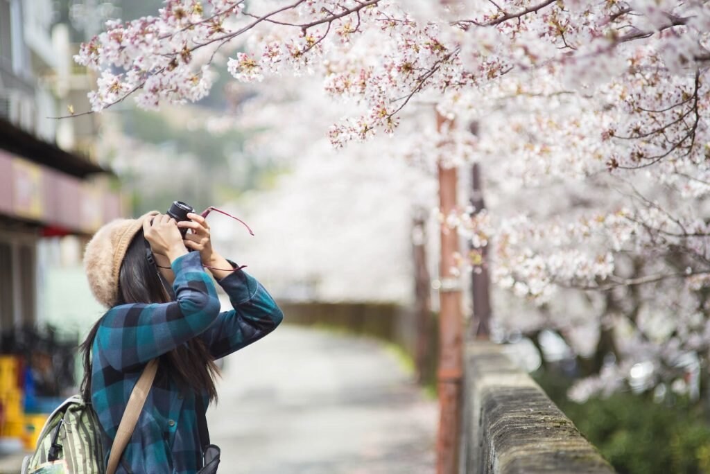 sakura time