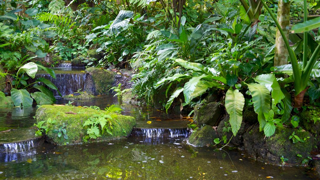 Tropical Spice Garden which includes a garden and a pond