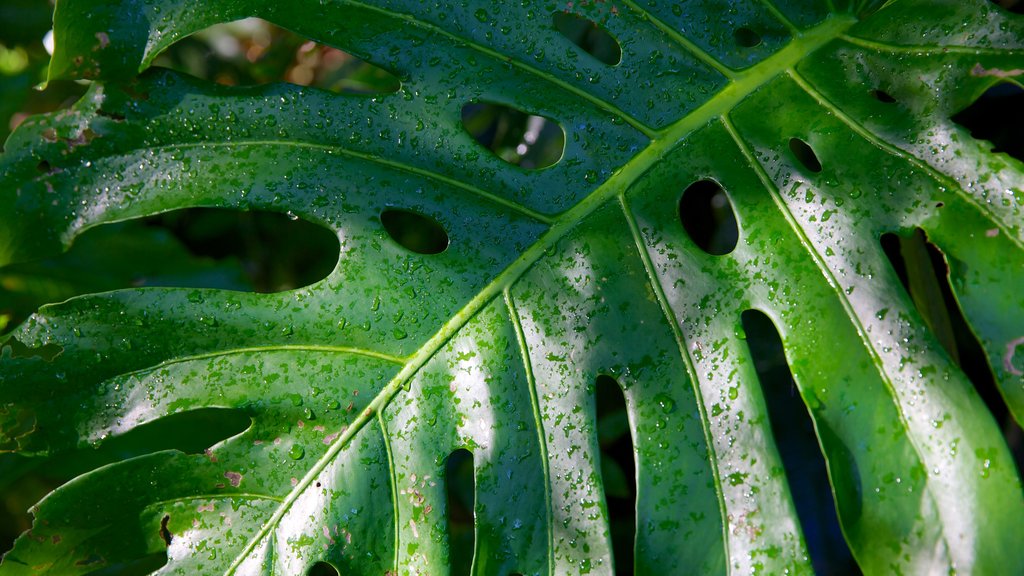 Tropical Spice Garden toont een tuin