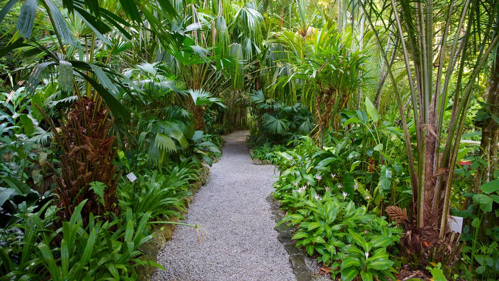 Jardín de Especias Tropicales ofreciendo un jardín