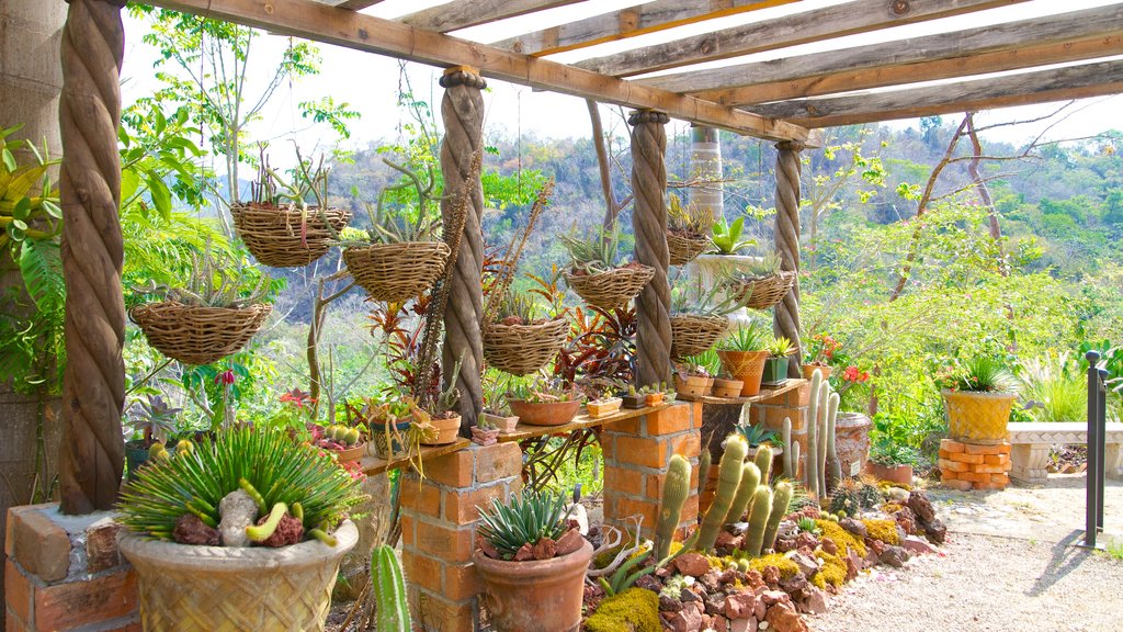 Puerto Vallarta Botanical Gardens showing a garden