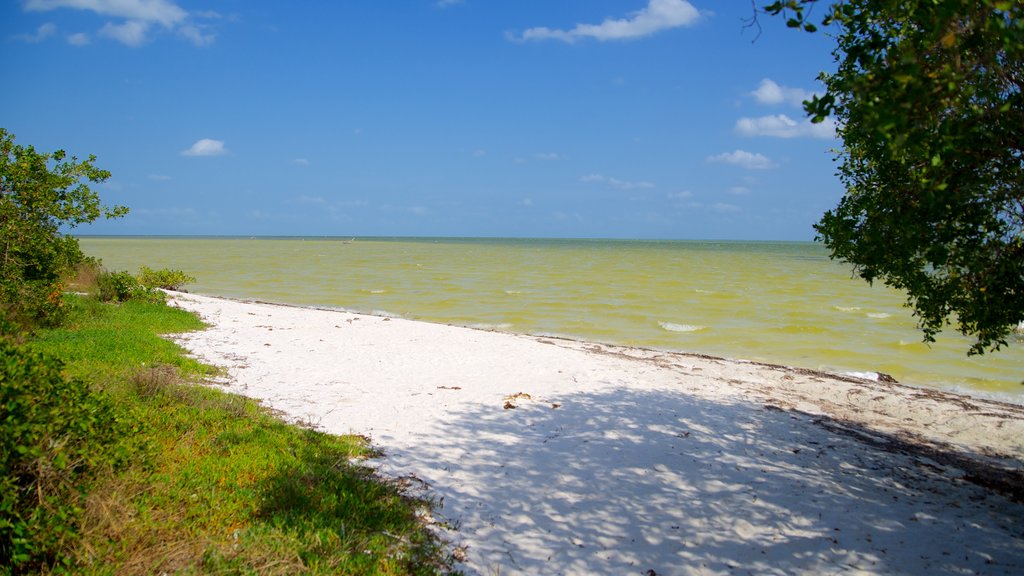 Isla Holbox showing a sandy beach and tropical scenes