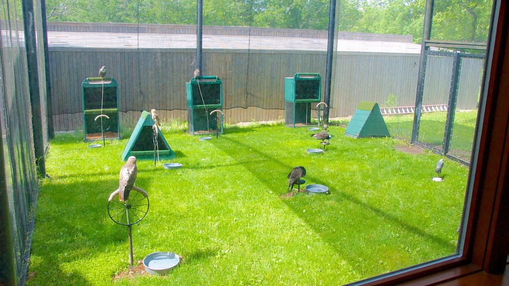 Swope Park qui includes vie des oiseaux et animaux de zoo