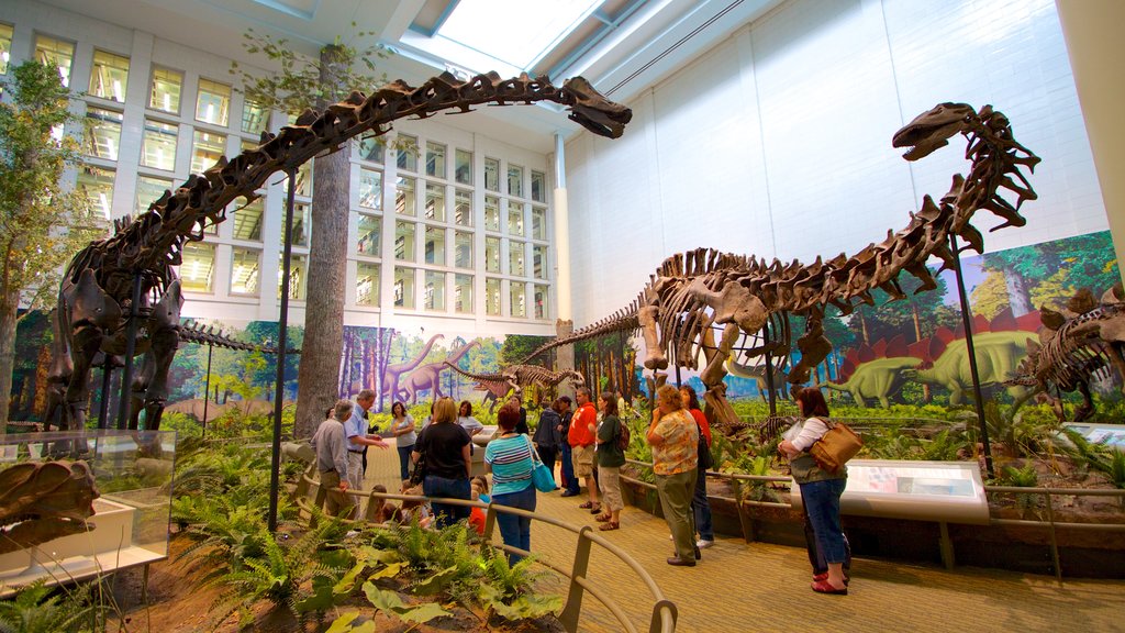 Carnegie Museum of Natural History showing interior views