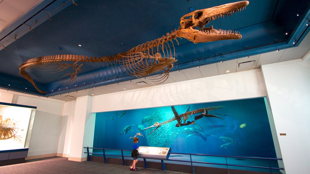 Carnegie Museum of Natural History featuring interior views as well as an individual child