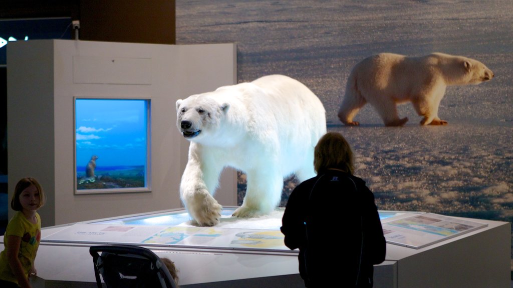 Carnegie Museum of Natural History mit einem Innenansichten sowie Familie