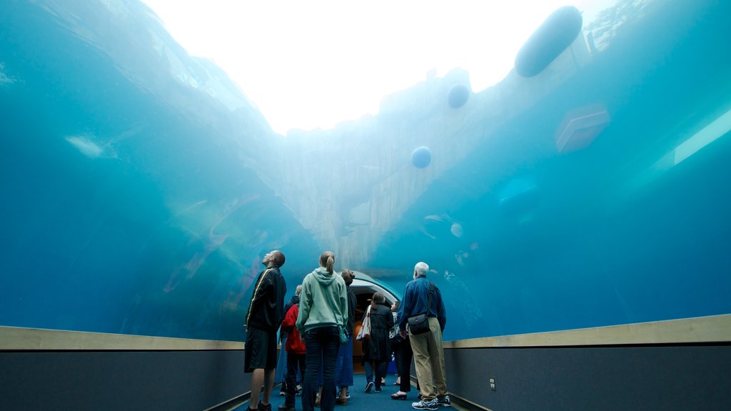 Pittsburgh Zoo and PPG Aquarium which includes interior views and marine life as well as a small group of people