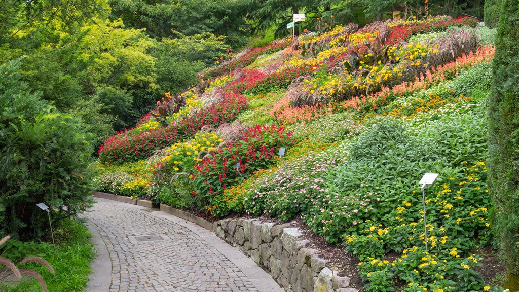 Trauttmansdorff Castle Gardens som omfatter vilde blomster og en have