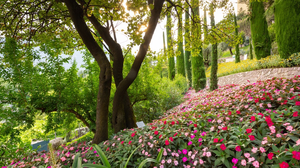 Trauttmansdorff Castle Gardens featuring a park and wildflowers