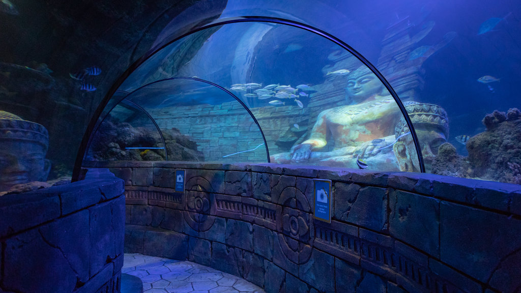 Sea Life Jesolo showing marine life and interior views