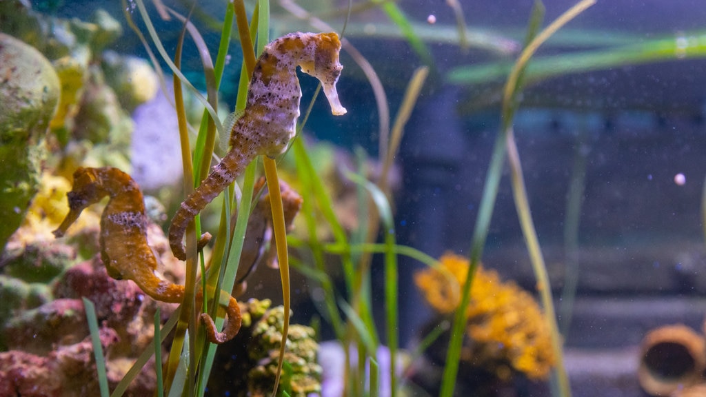 Sea Life Jesolo showing marine life