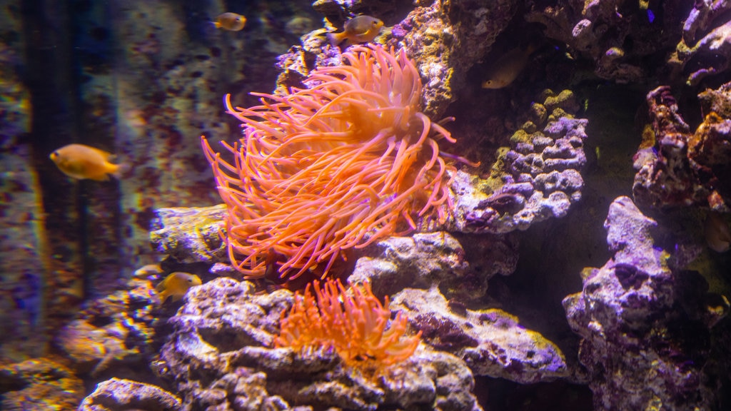 Sea Life Jesolo og byder på livet i havet