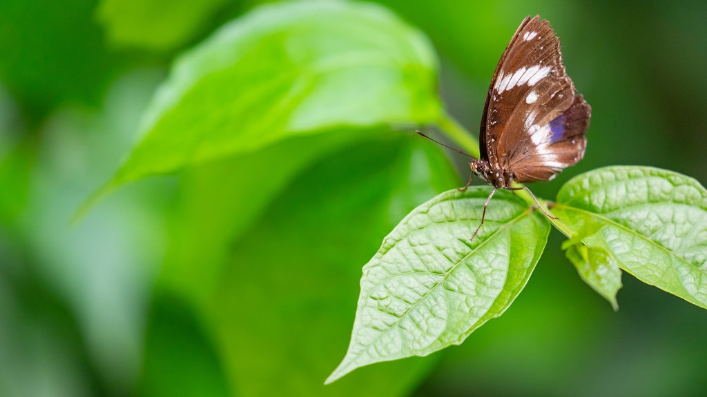 Casa delle Farfalle yang mencakup fauna