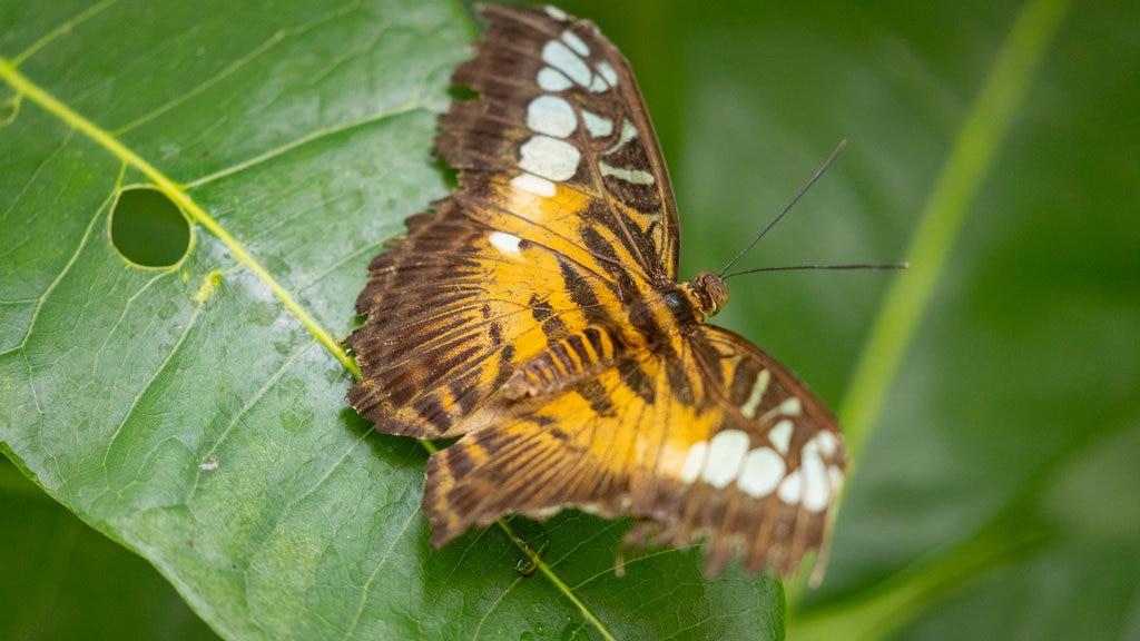 Casa delle Farfalle menunjukkan fauna