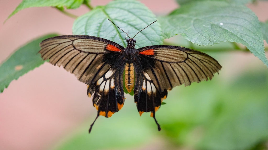 Casa delle Farfalle yang mencakup fauna