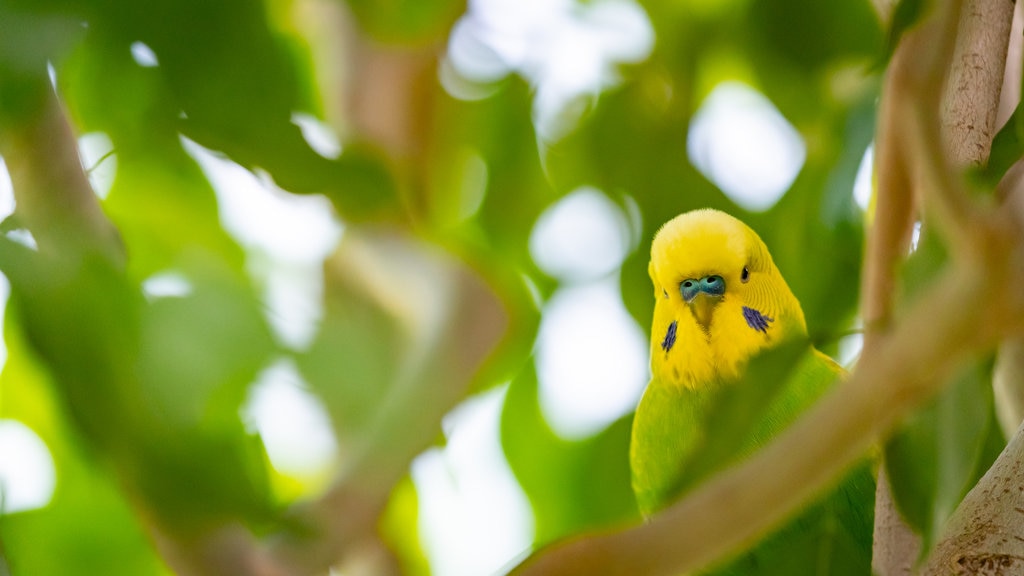 Casa delle Farfalle menampilkan kehidupan burung