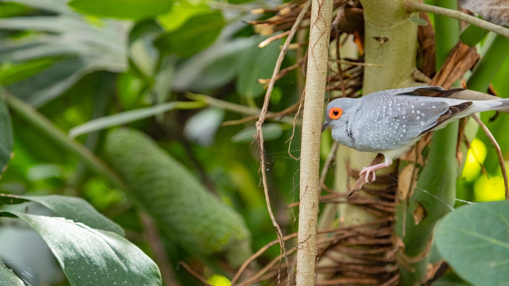 Casa delle Farfalle mostrando vida das aves