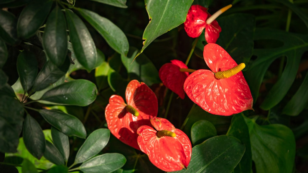 Casa delle Farfalle toont wilde bloemen