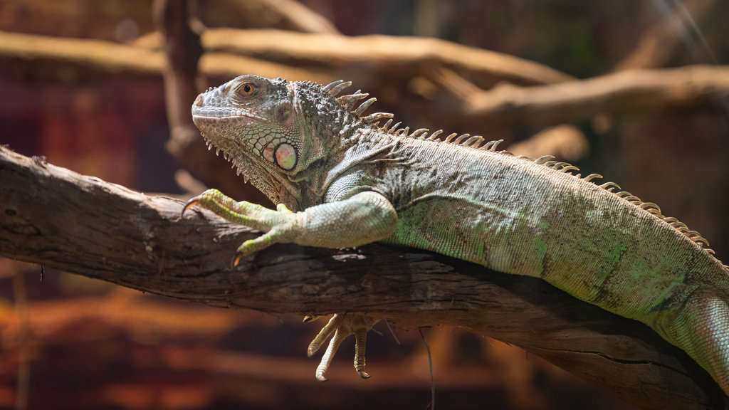 Parque Tropicarium mostrando animais e animais de zoológico