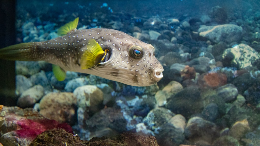 Tropicarium Park showing marine life