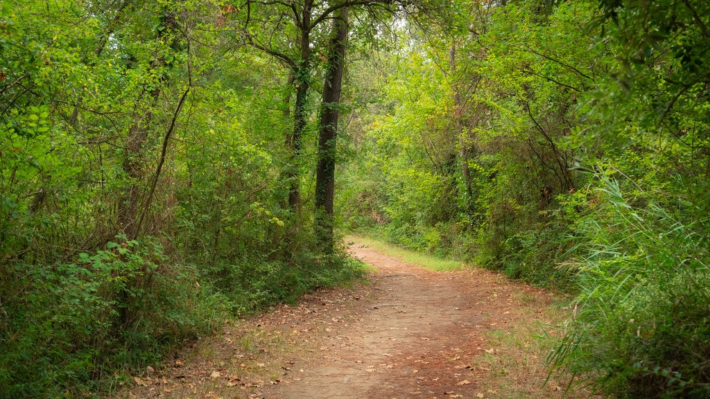 Pineta di Cervia - Milano Marittima que incluye escenas forestales y un jardín