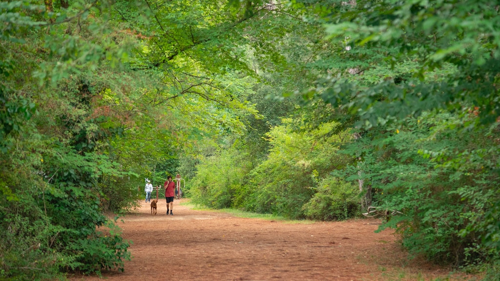 Pineta di Cervia - Milano Marittima showing forests and a park