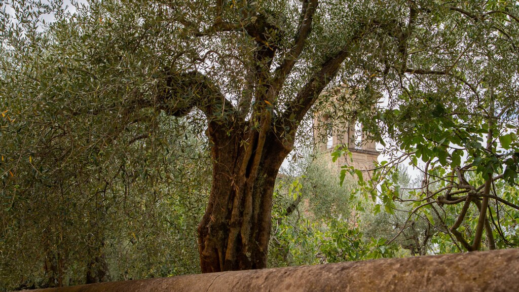 Careggi Rifredi showing a garden