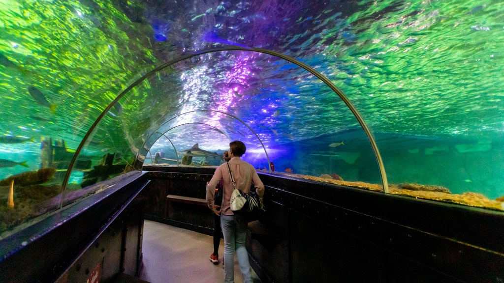 Brighton Sea Life Centre ofreciendo vida marina y vista interna y también una pareja