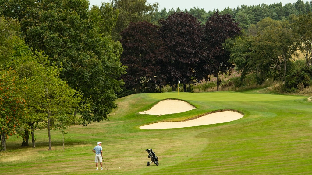 Pannal Golf Club showing golf as well as an individual male