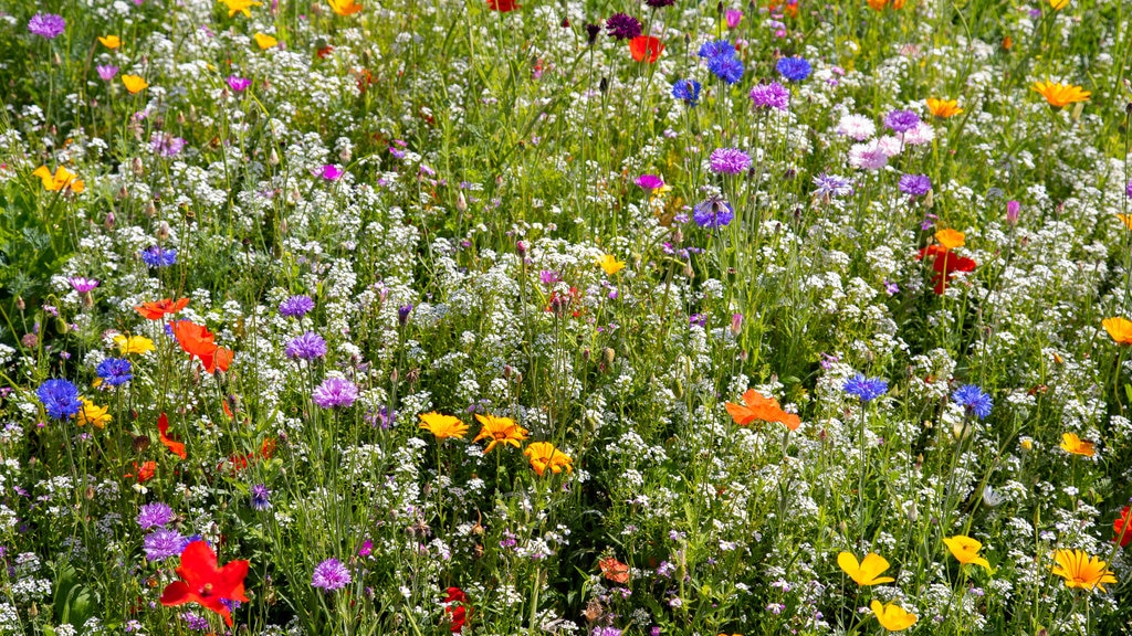 Ripley Castle and Gardens montrant fleurs sauvages