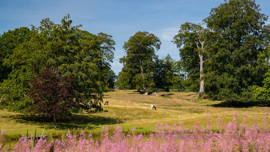 Ripley Castle and Gardens que incluye flores silvestres y un parque