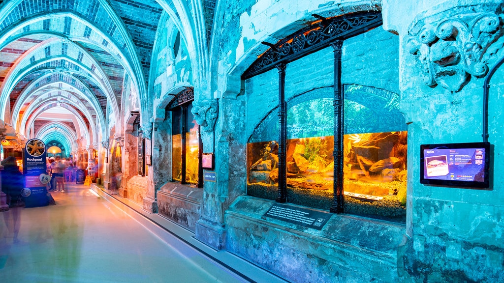 Brighton Sea Life Centre bevat interieur en zeedieren