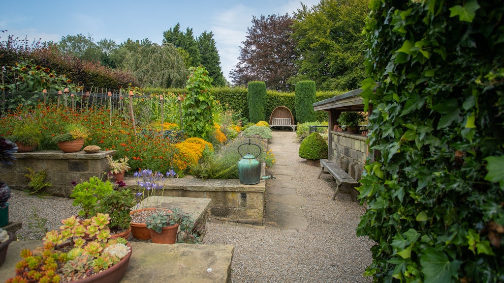 York Gate Garden mostrando flores, um parque e flores silvestres