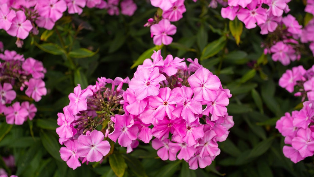 York Gate Garden bevat wilde bloemen