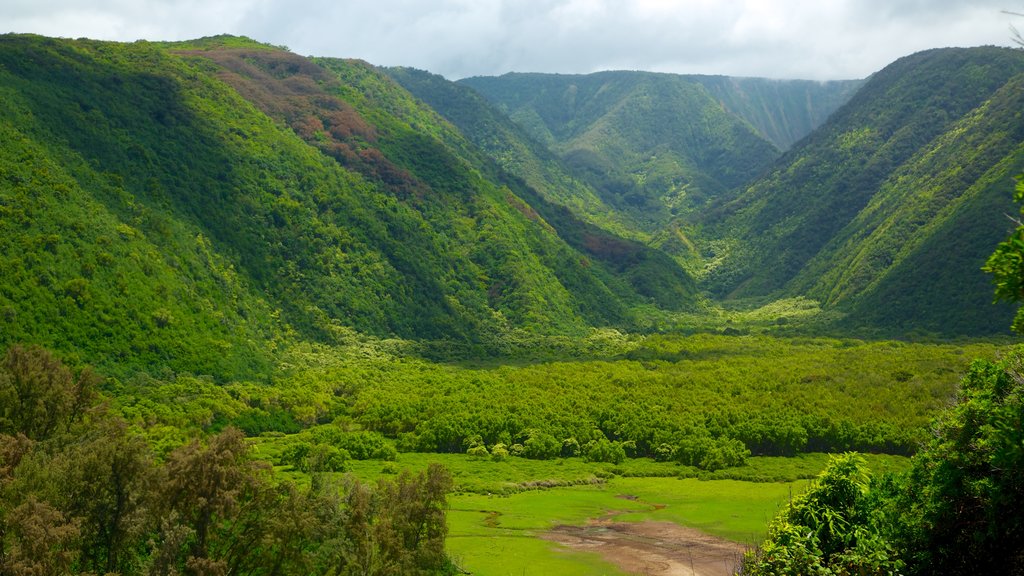 Estados Unidos que inclui cenas tranquilas e paisagem