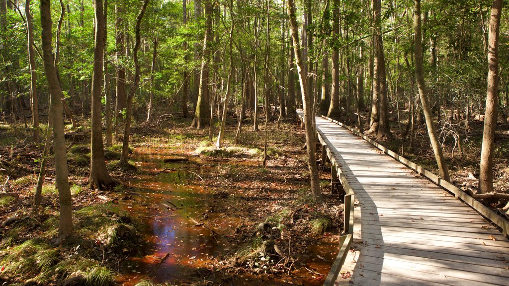 Parque Nacional Congaree ofreciendo un puente y paisajes forestales