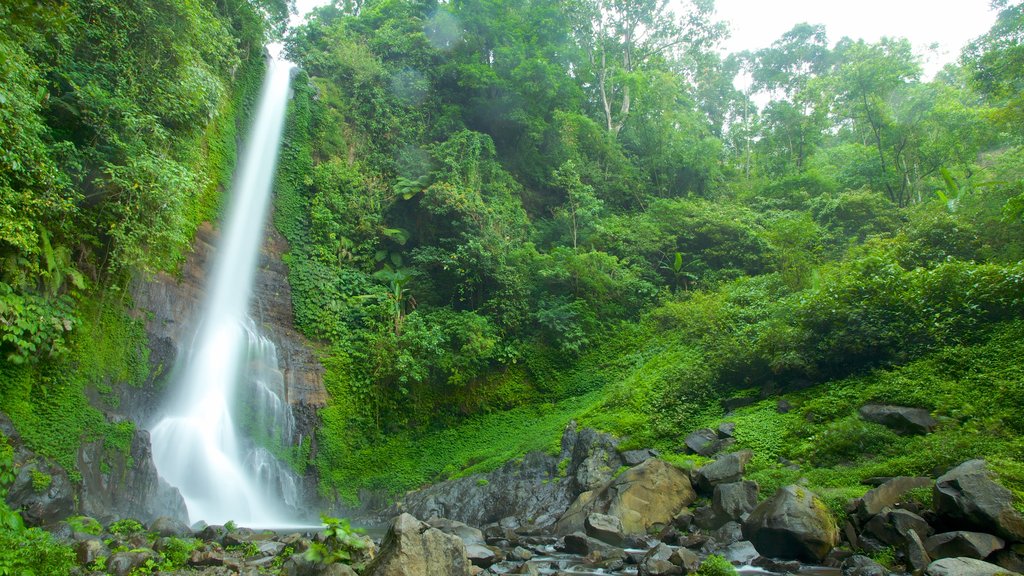 Cascada Gitgit mostrando selva y cataratas