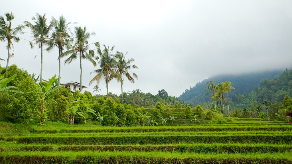 Cascada Gitgit mostrando tierras de cultivo y escenas tropicales