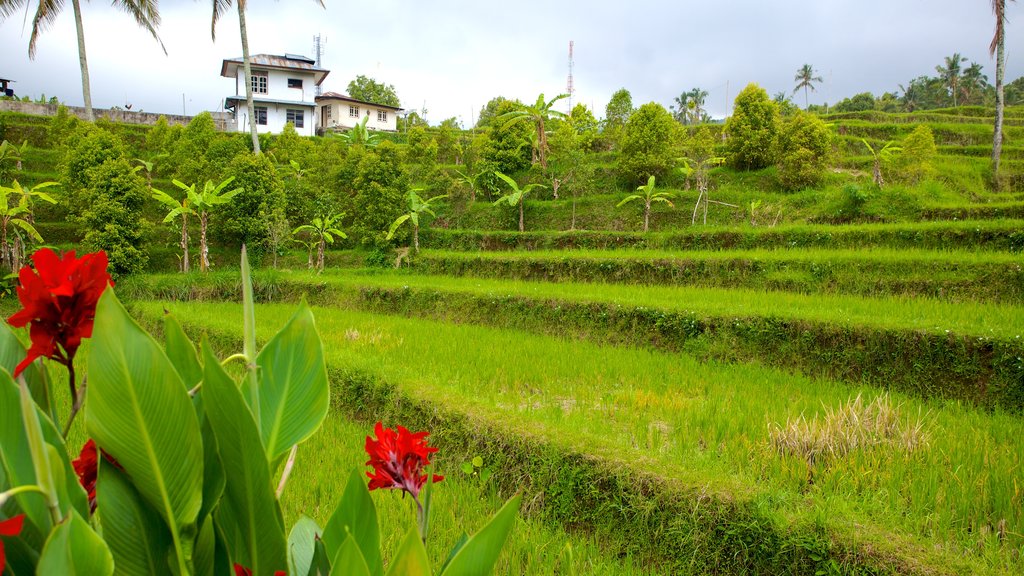 Cascada Gitgit mostrando escenas tropicales, tierras de cultivo y flores silvestres