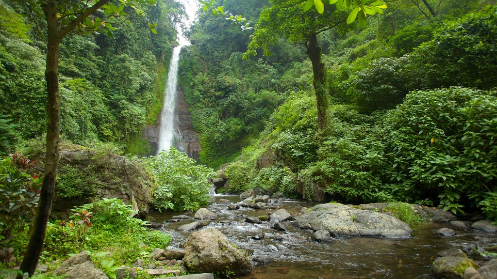 Gitgit Waterfall which includes landscape views, a cascade and rainforest