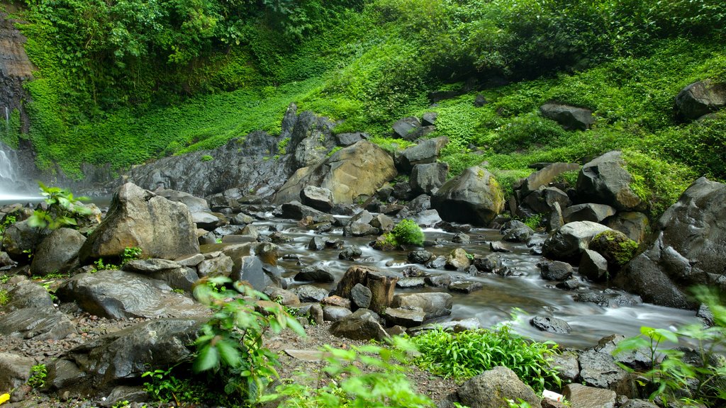 Gitgit Waterfall showing rainforest and rapids