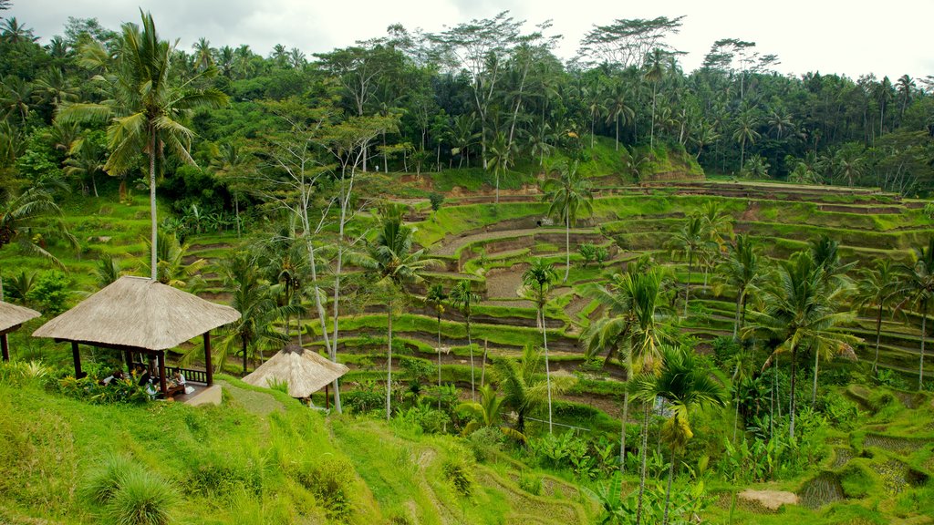 Tegallalang which includes landscape views, farmland and tropical scenes