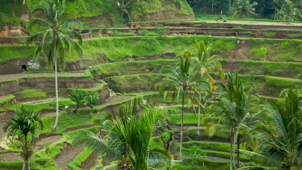 Tegallalang which includes tropical scenes and farmland