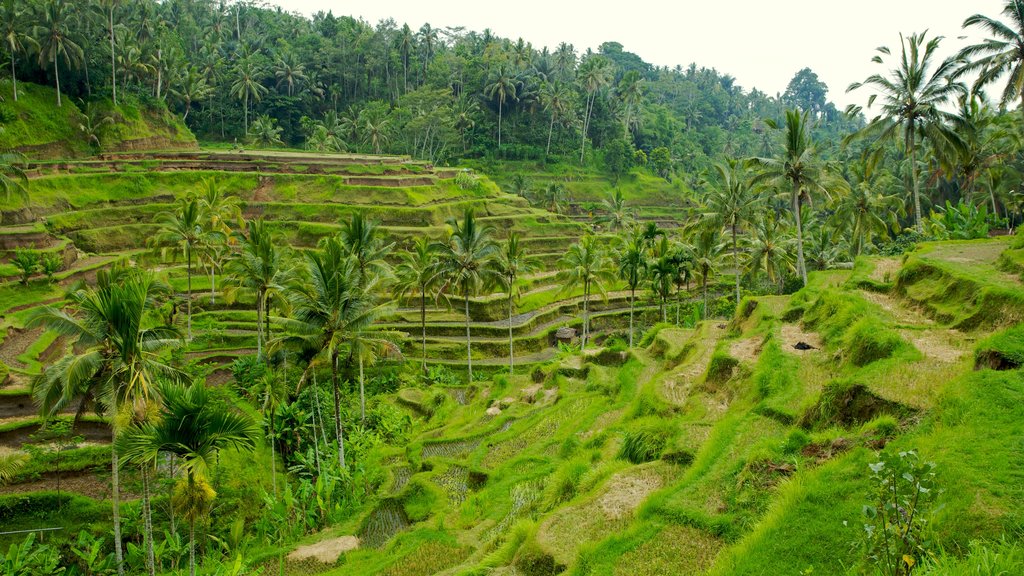 Tegallalang que incluye tierras de cultivo, escenas tropicales y vistas de paisajes