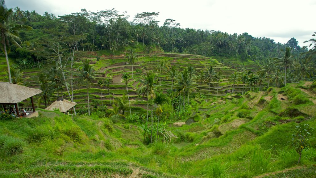 Tegallalang mostrando escenas tropicales y granja