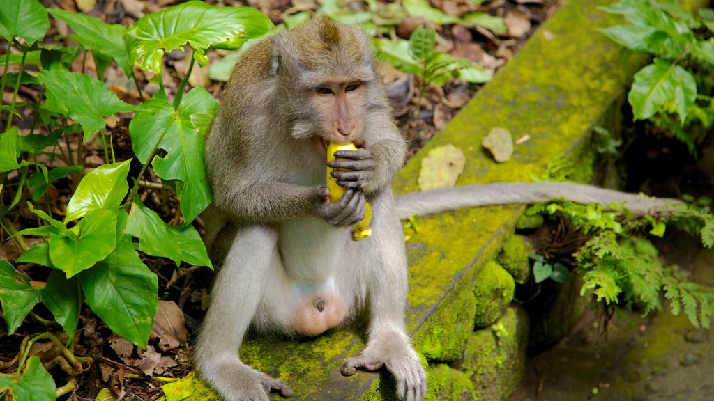 Ubud Monkey Forest which includes cuddly or friendly animals and zoo animals