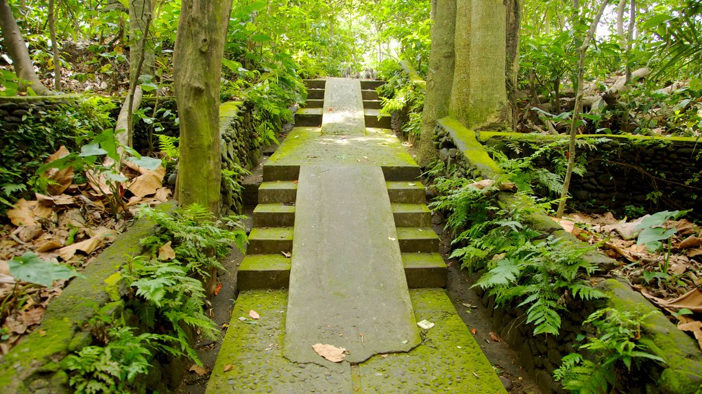 Ubud Monkey Forest showing rainforest